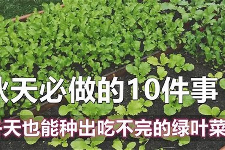 7.8月石榴树需要施肥吗？施什么肥料