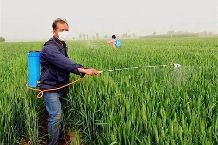 春季小麦追肥用什么肥料好