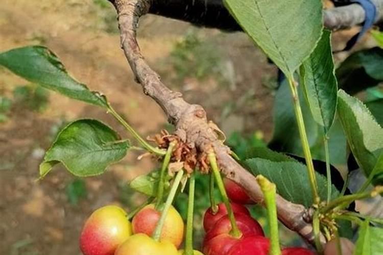 白芸豆高产方法 从而促进芸豆外形丰满