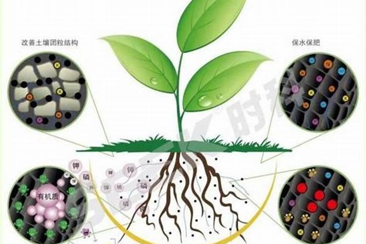 白芸豆高产方法