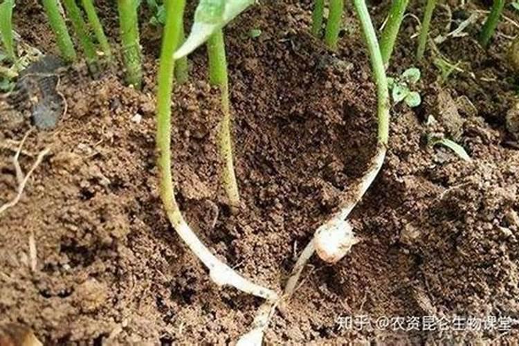 蔬菜生长需要的营养元素从哪里来？