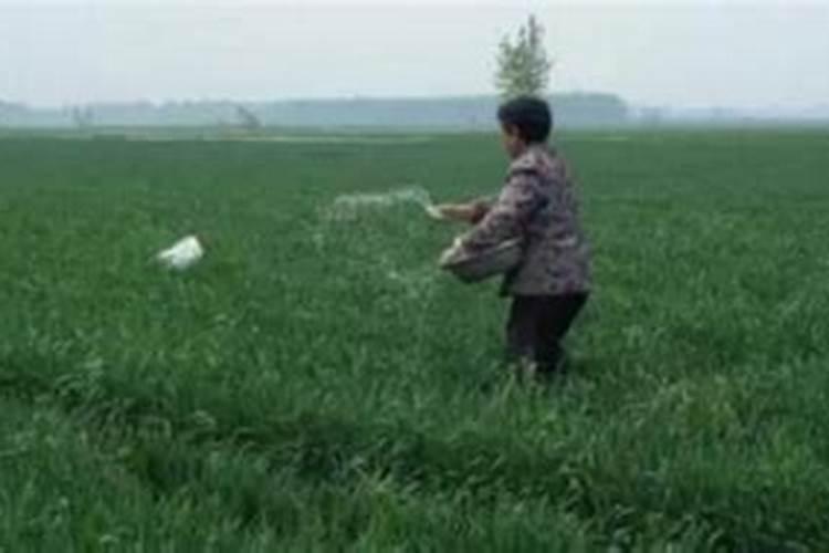 家里种的绿萝为什么老是不长藤呢？