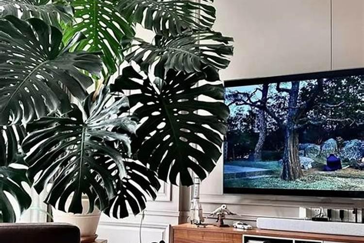 龟背竹怎么施肥