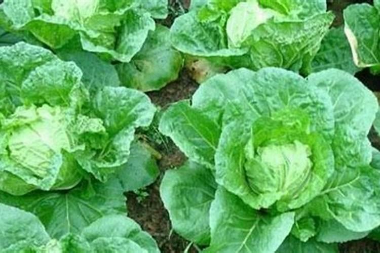 芸苔素喷施后几小时下雨不影响效果