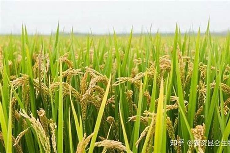 水稻一亩要用多少肥料