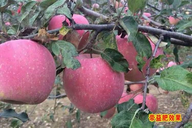 红富士葡萄要保果吗？
