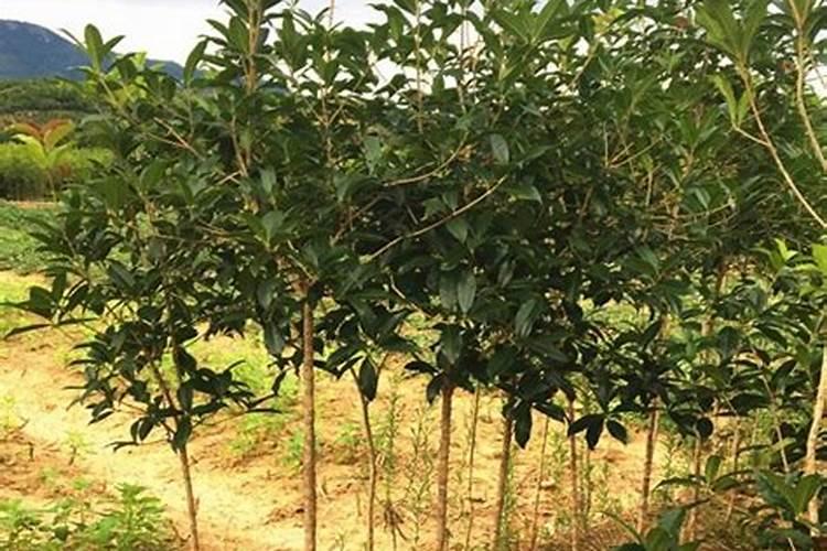 杨树苗种植方法