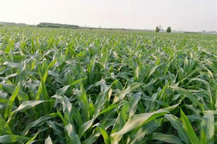 黄腐酸和腐殖酸有什么区别啊