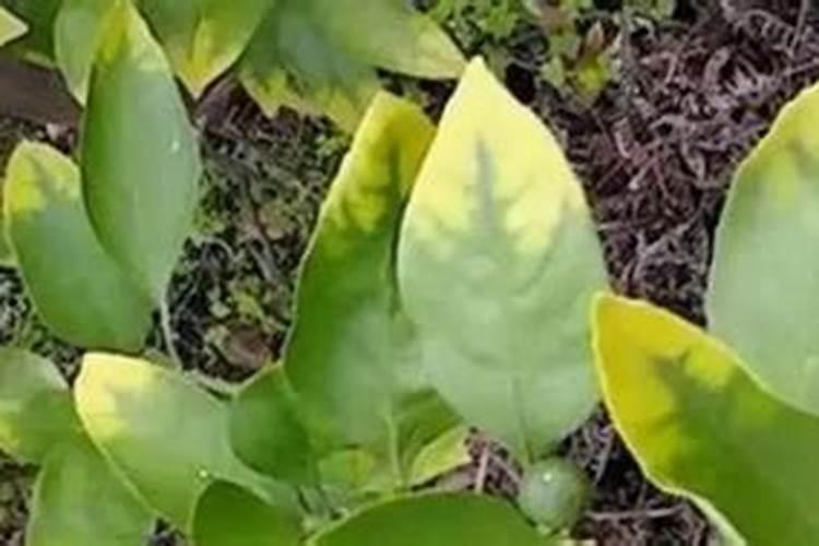 柑橘黄叶病用什么药效果好