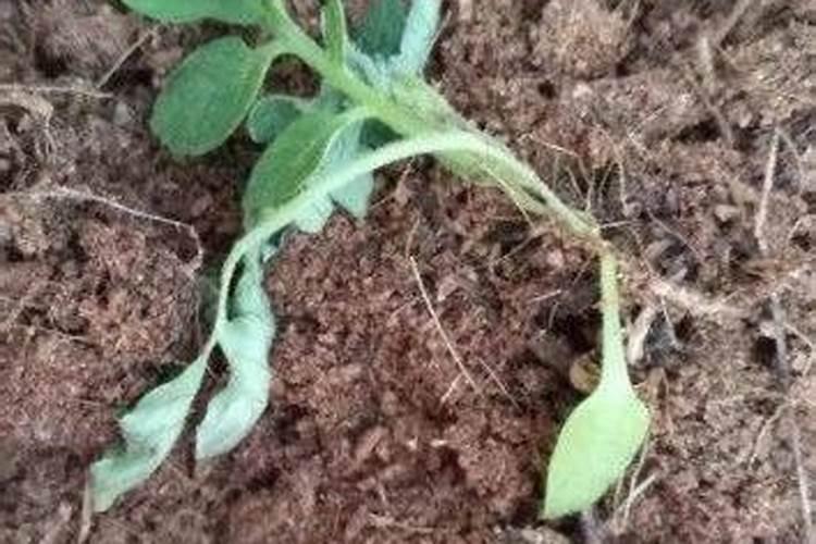 草莓为啥结果这么小啊,也用了氮磷钾呀？