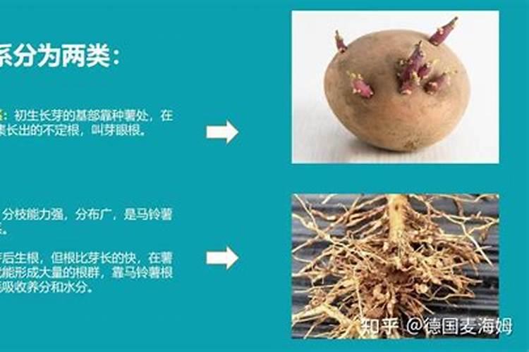 促进植物根系生长的方法