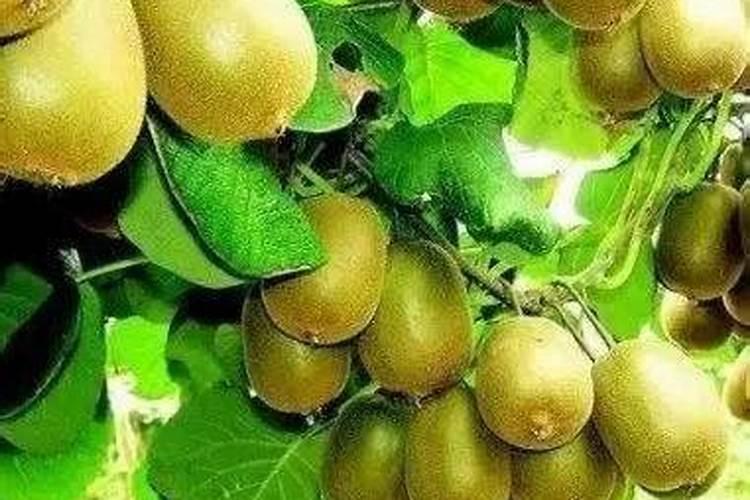 芸苔素的作用和使用方法