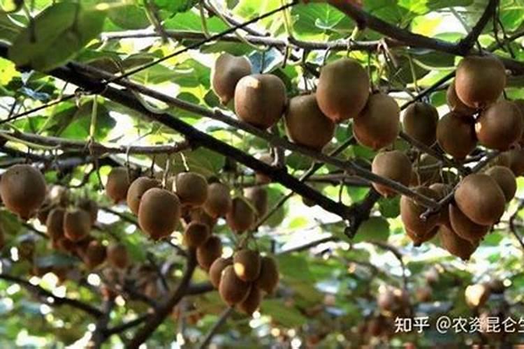 芸苔素的作用和使用方法,芸苔素如何分辨真假
