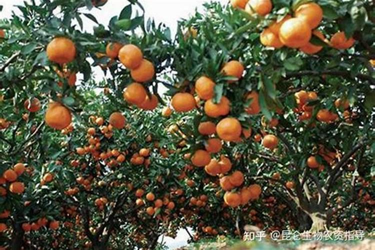 柑橘膨果肥用什么肥最好