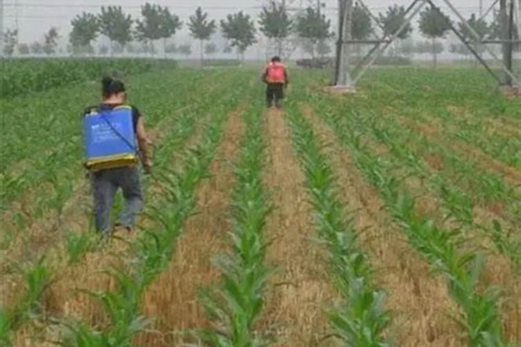 微量元素水溶肥料能和玉米除草剂同时用吗