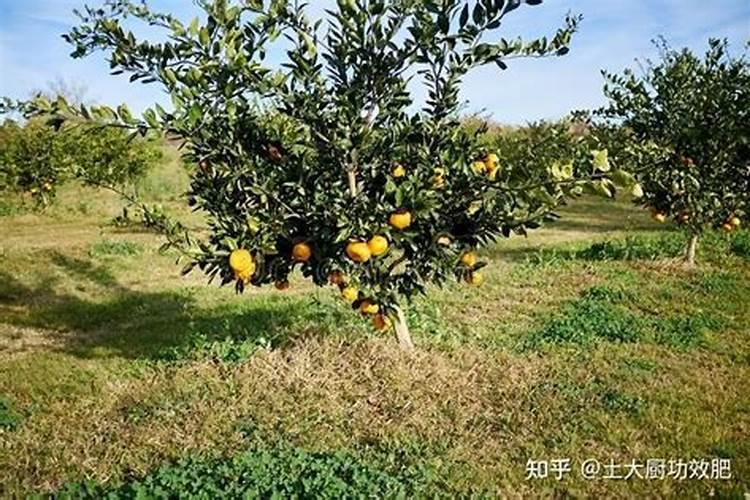 新栽柑橘幼苗怎么施肥 一年需要施几次肥