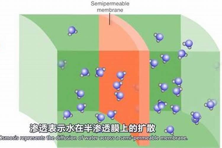 什么时候可以给果树进行桥接？