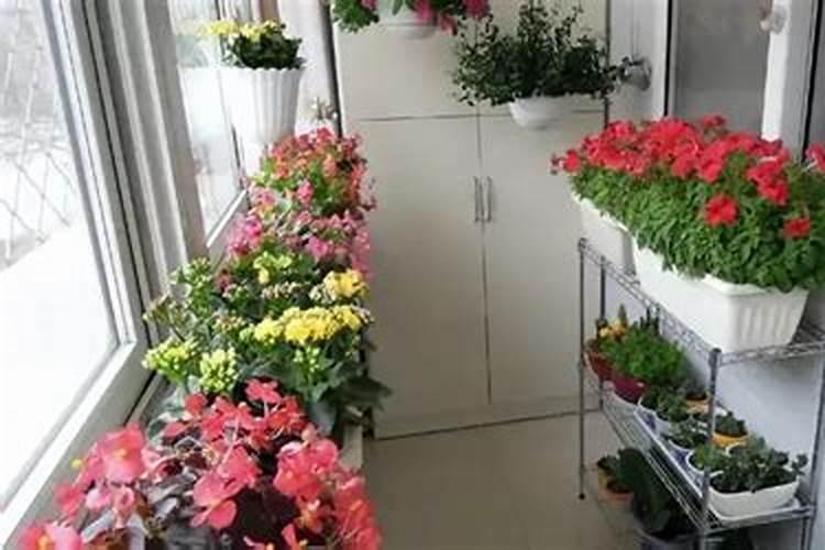 玫瑰怎么养。。