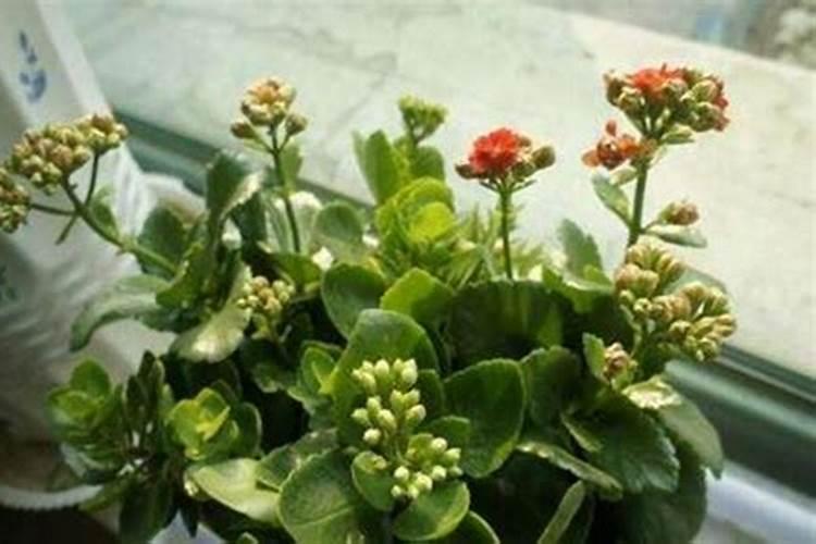 长寿花开花的时候能上肥吗 长寿花怎么施肥长得好