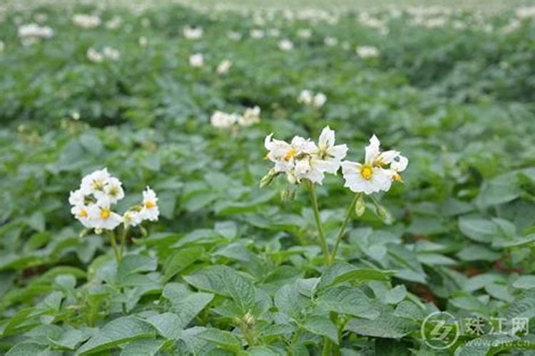 铵态氮肥是酸肥吗？