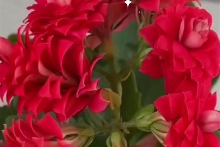 长寿花能用复合肥吗 用什么肥料好