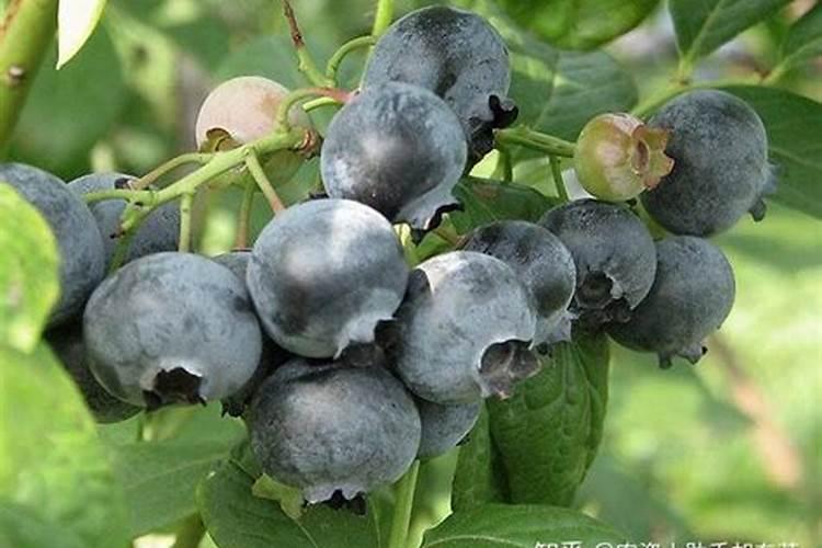 勿忘我种子直接种行吗