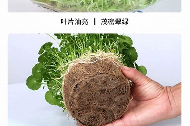 水培金钱草的方法