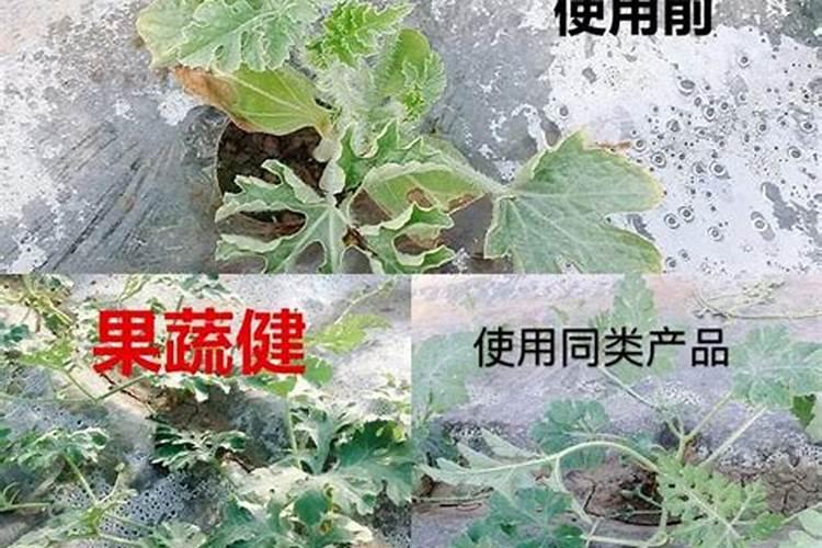 西瓜结果了需要施什么肥料