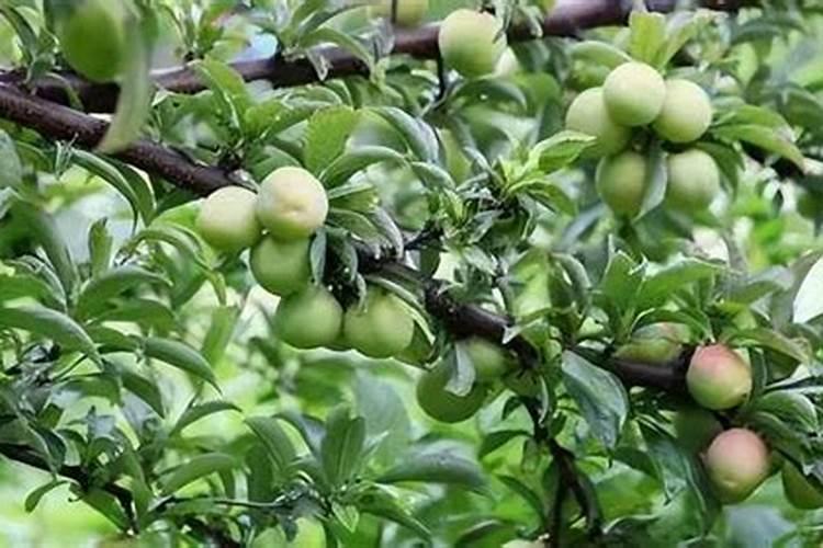 在两天苦李子可以用冲施肥吗？