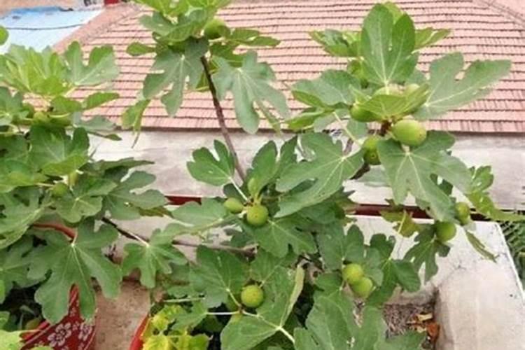 国光钙与磷酸二氢钾可混合使用吗