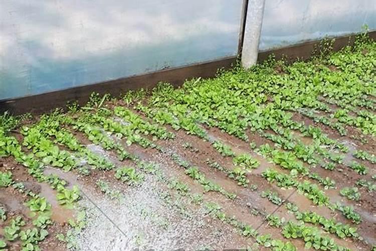 秋白菜用什么化肥合适给秋白菜施肥哪些是要注意的