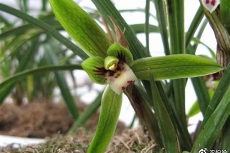 水溶肥最好的三个牌子