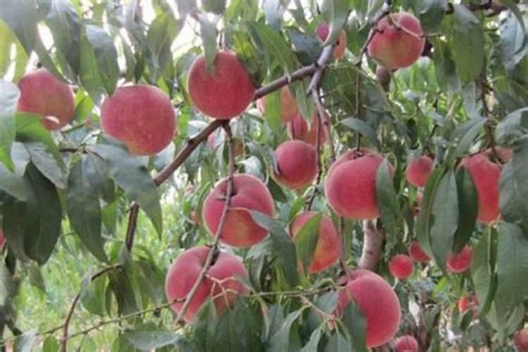 土豆促花保果根茎块膨大素？土豆用什么肥料产量高？