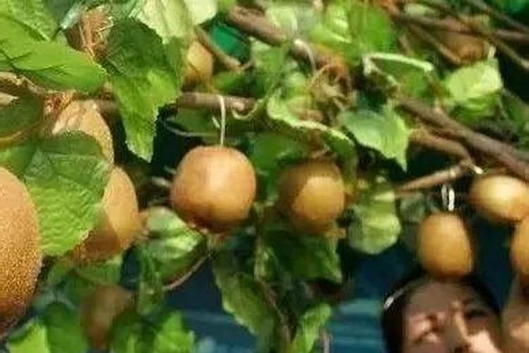 豆饼肥水多久浇一次花 豆饼肥水的浇水频率是多久？