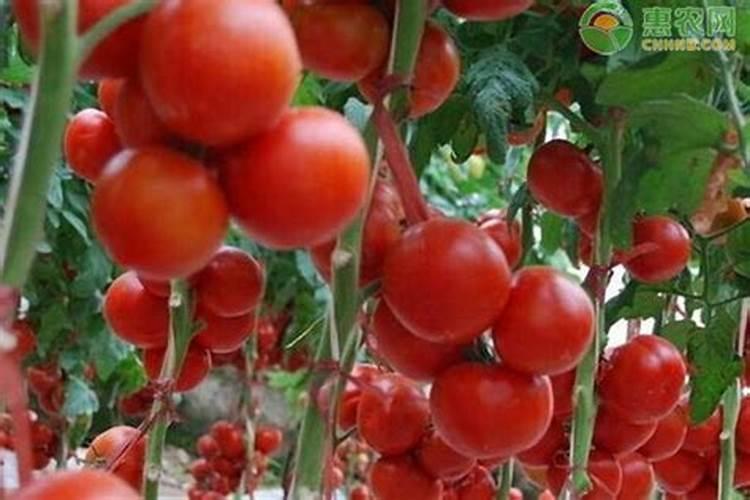 小颗粒种子的播种方法？