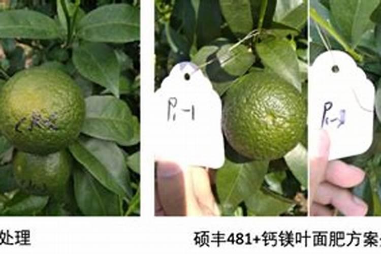 黄腐酸钾拌料栽培食用菌方法