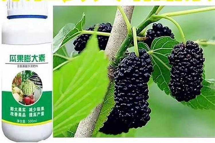 桑葚怎么种才甜桑葚种植的好方法介绍