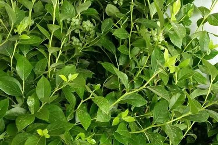 磷肥当季利用率低的原因是什么