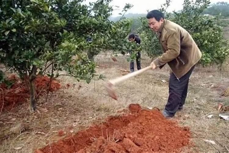 尿素化肥可以喷施叶面吗