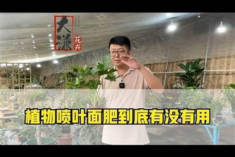 什么情况下需要喷叶面肥 绿植叶面肥施用指南