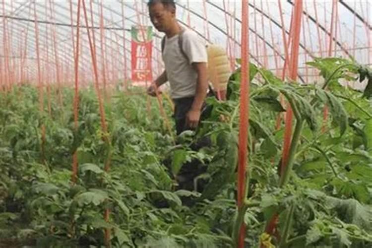西红柿打什么叶面肥好
