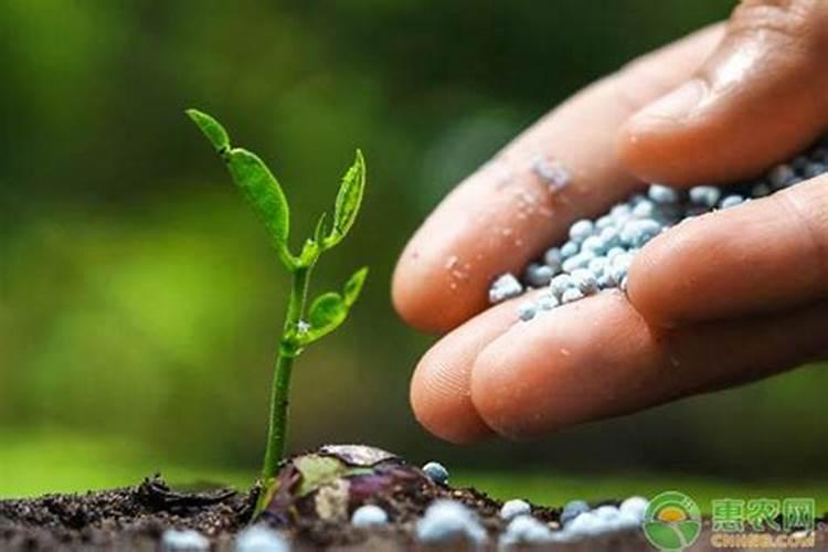 含氯高的化肥适合种什么农作物