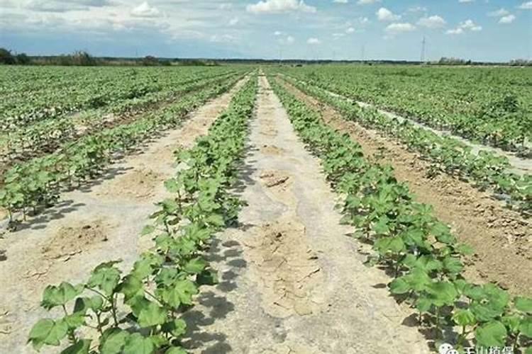 棉花叶片枯黄应使用什么肥