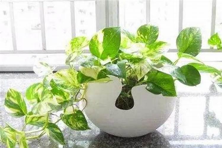 大棚番茄高产的水肥管理