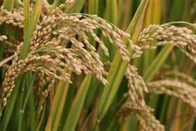 果树硼肥啥时施最佳