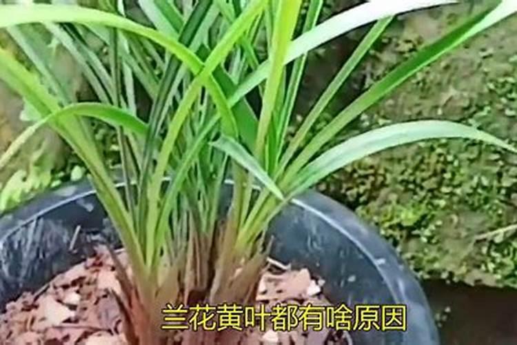 绿叶植物用什么肥料