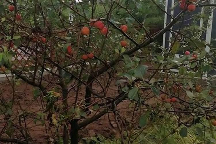 桔子开花期施什么肥好？