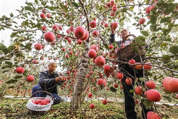 豌豆怎么种才容易出苗
