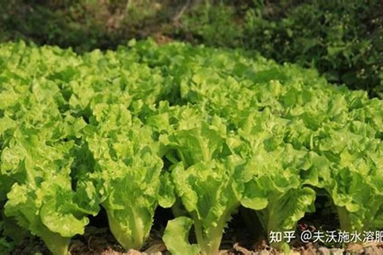 梨树施肥多常时间浇地合适