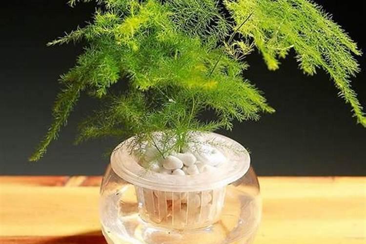 夏季文竹如何补肥最合适